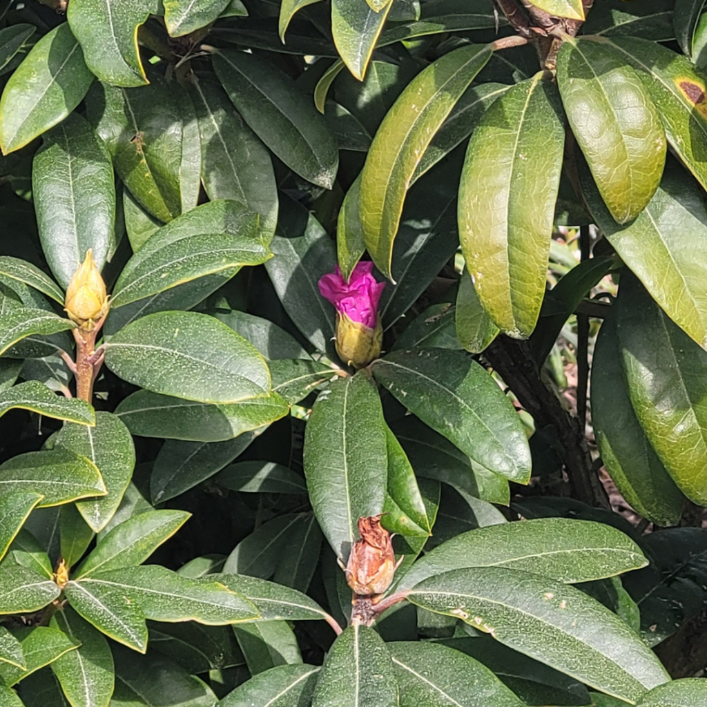 A close-up of a bush with green leaves, showing three early Rhododendrons buds at different stages—one partially blooming with a visible purple petal—highlights the charm of cold hardy plants.