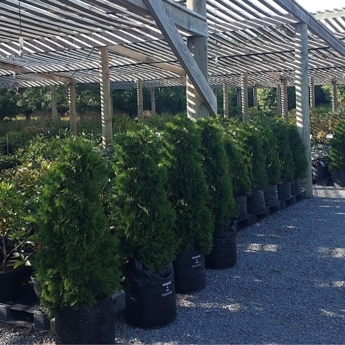 Several Thuja evergreens, $50 each, are arranged in rows beneath a wooden pergola at this outdoor plant nursery.