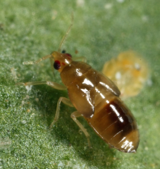 Close-up of a small brown insect with red eyes standing on a green surface, with a translucent yellow object in the background—ideal for illustrating natural pest control in organic gardening.