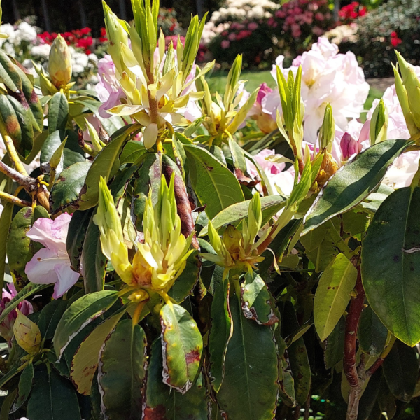 Close-up of resilient rhododendrons with budding and partially opened pale pink flowers, surrounded by green leaves. More flowering bushes are visible in the blurred background.