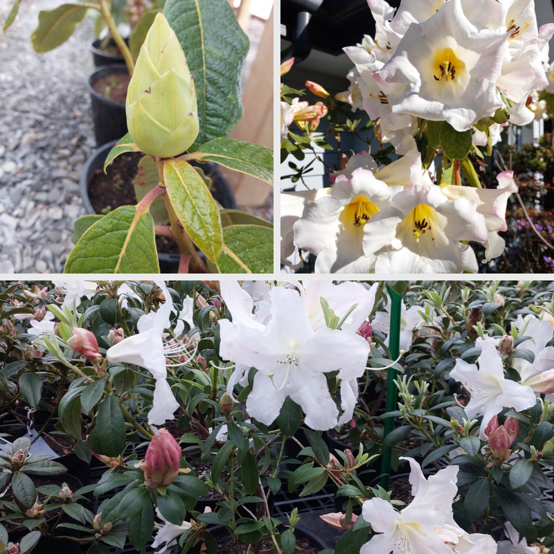 Discover a collage of Rhododendrons featuring a green bud, clusters of blooming white flowers with yellow centers, and multiple potted plants with white blossoms and unopened buds.
