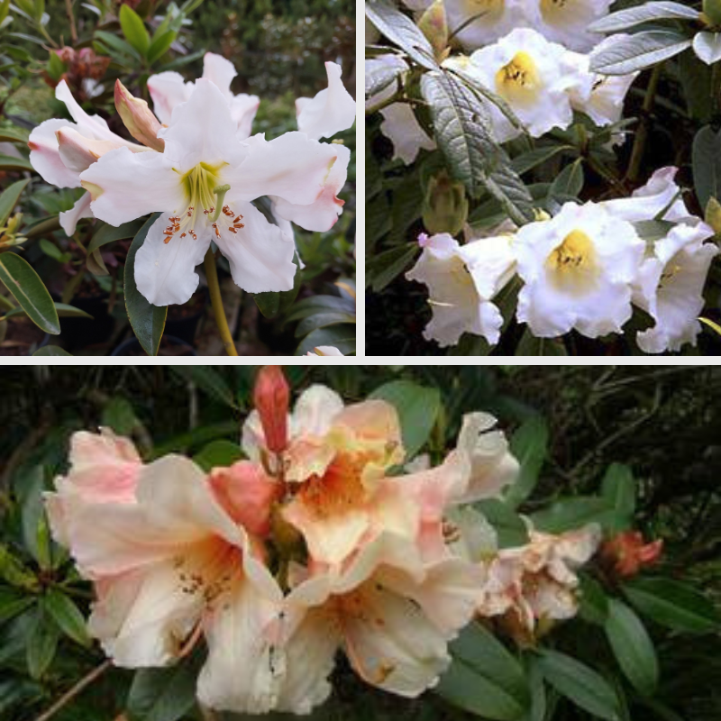 Collage of three types of rhododendrons with pale petals and lush green foliage in outdoor settings—an invitation to stop and smell these fragrant rhododendrons.