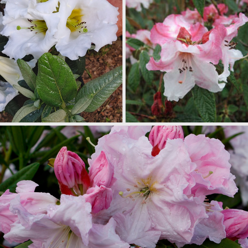 A collage of rhododendrons: white flowers with green leaves top left, pink and white flower top right, and light pink flowers with raindrops on petals at bottom. Stop and smell the rhodos as you admire their beauty.