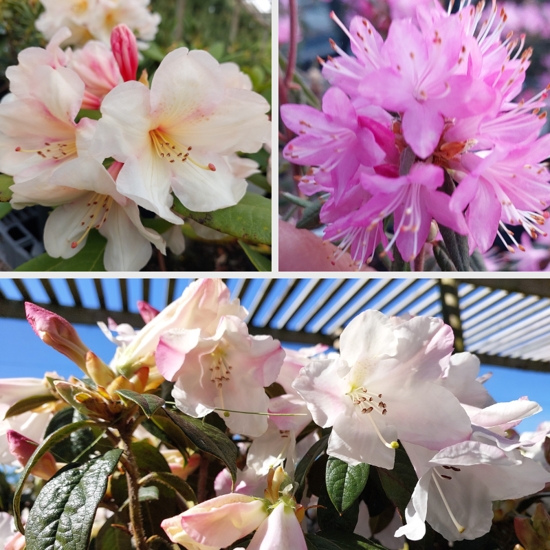 Collage of fragrant rhododendrons in various shades of pink and white, photographed outdoors with green leaves and sunny lighting—discover the natural beauty of these vibrant blooms.