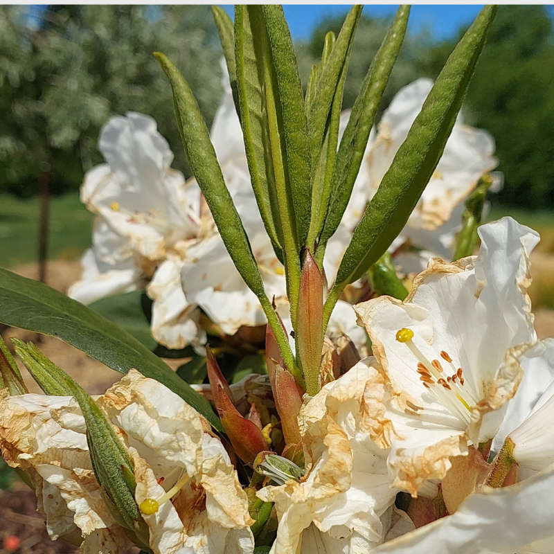 Cluster of white flowers with browning edges and green leaves, photographed outdoors in bright sunlight, shows the effects of hot winds, against a blurred natural background.