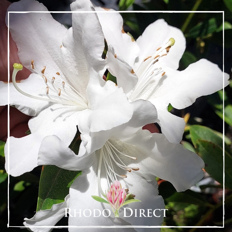 Close-up of a blooming white Rhododendron Calythrix, featuring prominent stamens and lush green foliage. The "Rhododendron Direct" logo appears at the bottom, emphasizing the delicate beauty of this variety.