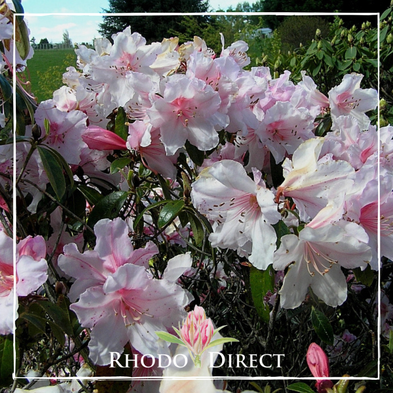 Cluster of pale pink Rhododendron Charisma flowers with green leaves outdoors in daylight; "Rhodo Direct" branding appears at the bottom.