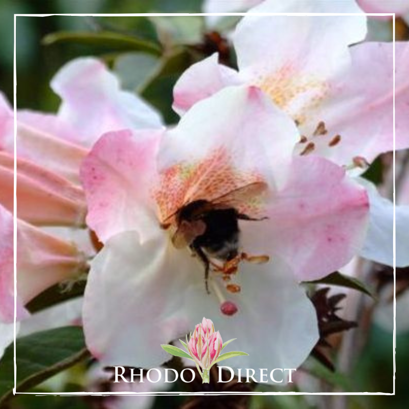 A bumblebee gathers pollen inside a large pink and white Rhododendron Stonelaw flower. The image includes the Rhodo Direct logo and celebrates the beauty of Rhododendron Stonelaw.