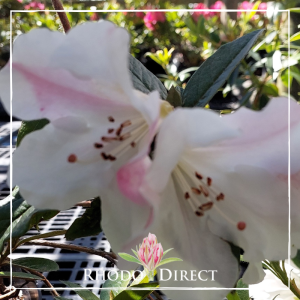 Close-up of a Rhododendron Stonelaw bloom, white with pink streaks, set among green leaves in an outdoor garden. "Rhodirect" branding is visible at the bottom of the image.