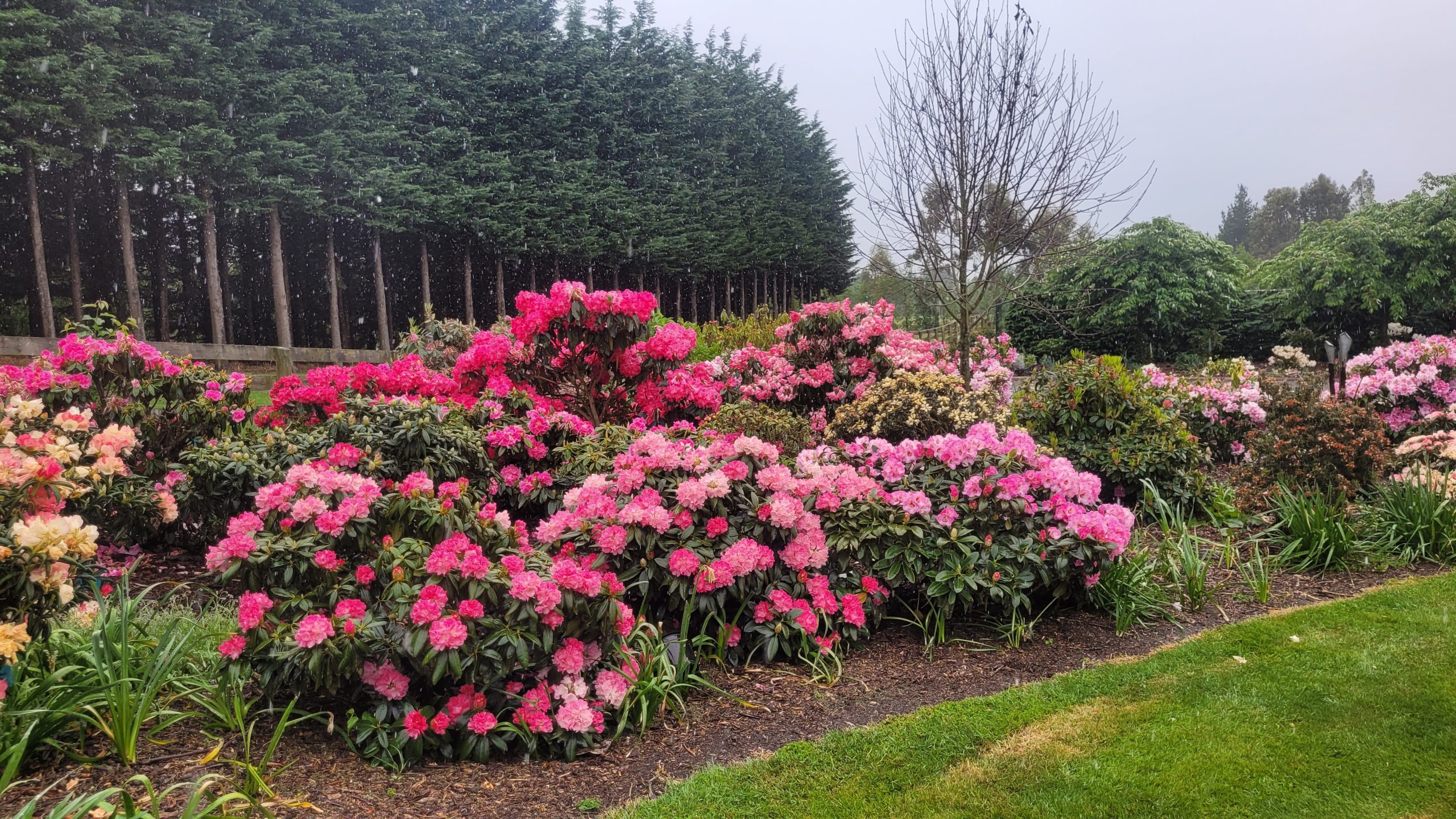 Rows of pink, red, and peach flowering bushes from Rhodo Direct fill this landscaped garden with vibrant color, set against green grass and tall trees under an overcast sky.