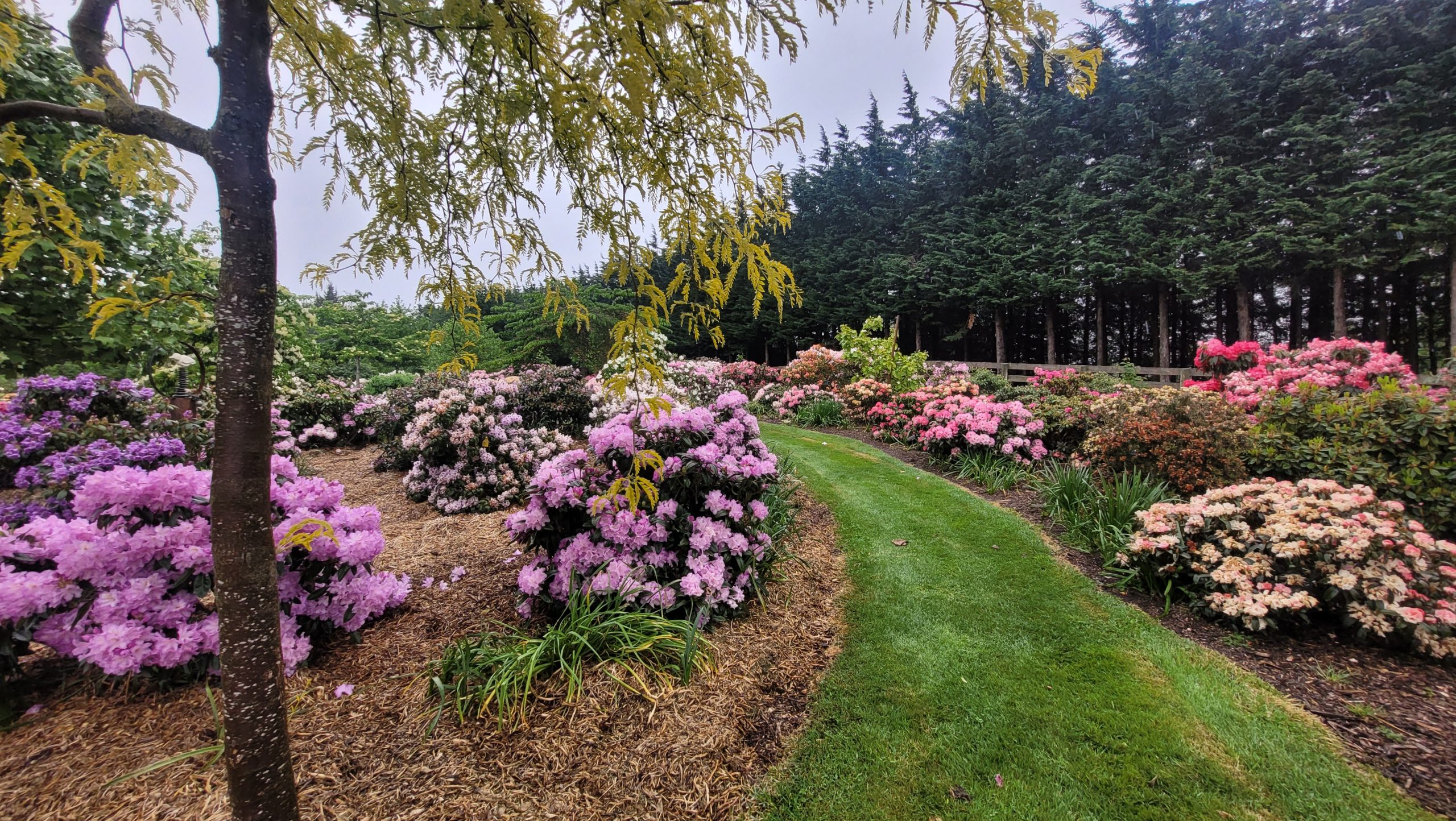 A curved grassy path winds through a garden with blooming pink, purple, and peach rhododendrons, bordered by tall evergreen trees—just like a scene from the Rhodo Direct Home Page.