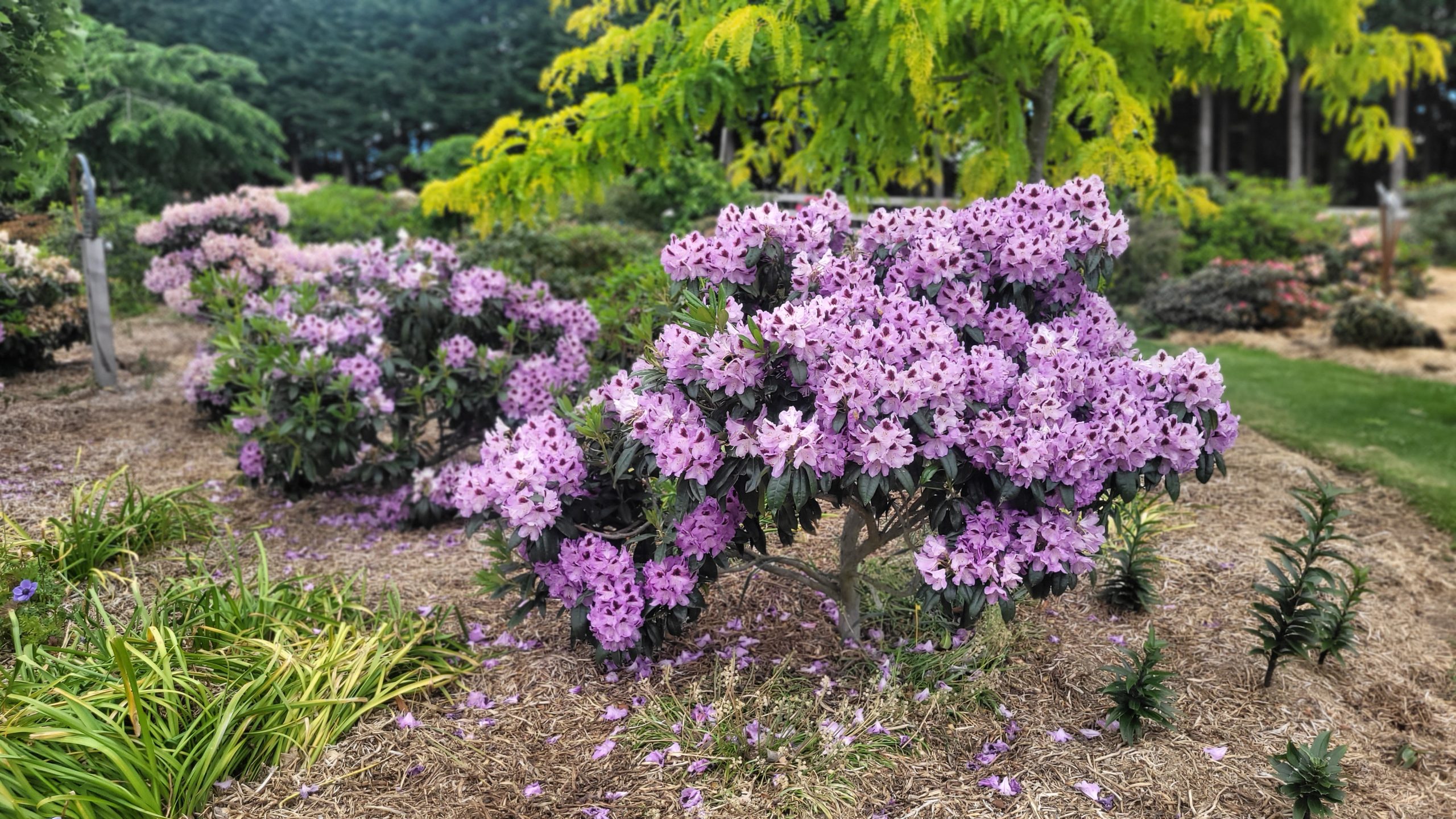A group of purple flowers showcased on the Home Page highlights the vibrant selection available at Rhodo Direct.