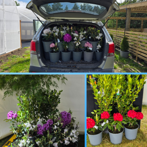 An SUV trunk filled with large potted rhododendrons from RhodoDirect, with additional photos showing the same colourful six weeks of blooms displayed outdoors near a greenhouse and a wooden fence.