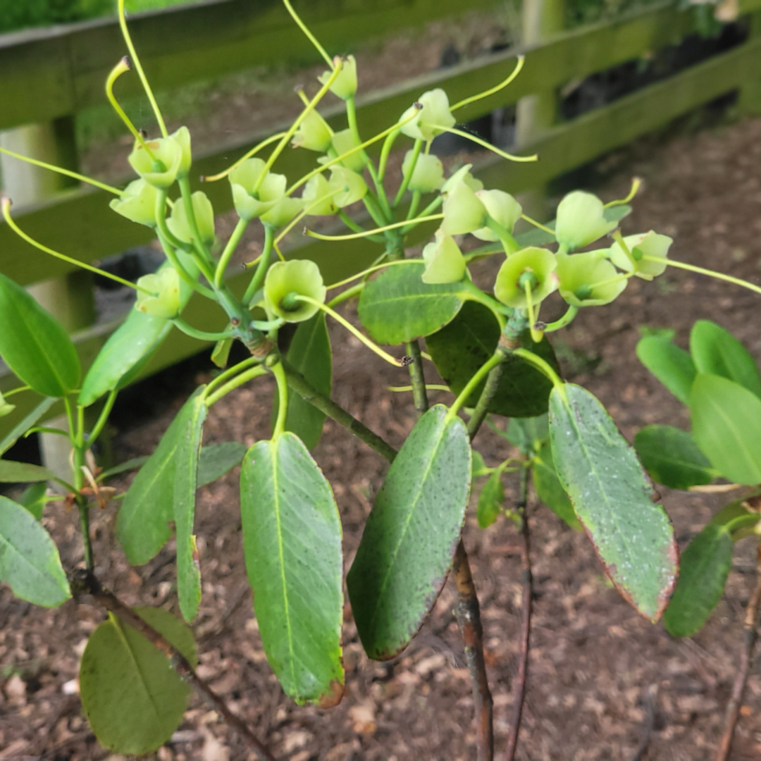 Green plant with elongated leaves and clusters of pale green, uniquely shaped seed pods in an outdoor garden setting with a wooden fence—ideal for practicing de-heading techniques from the November Growing Guide.