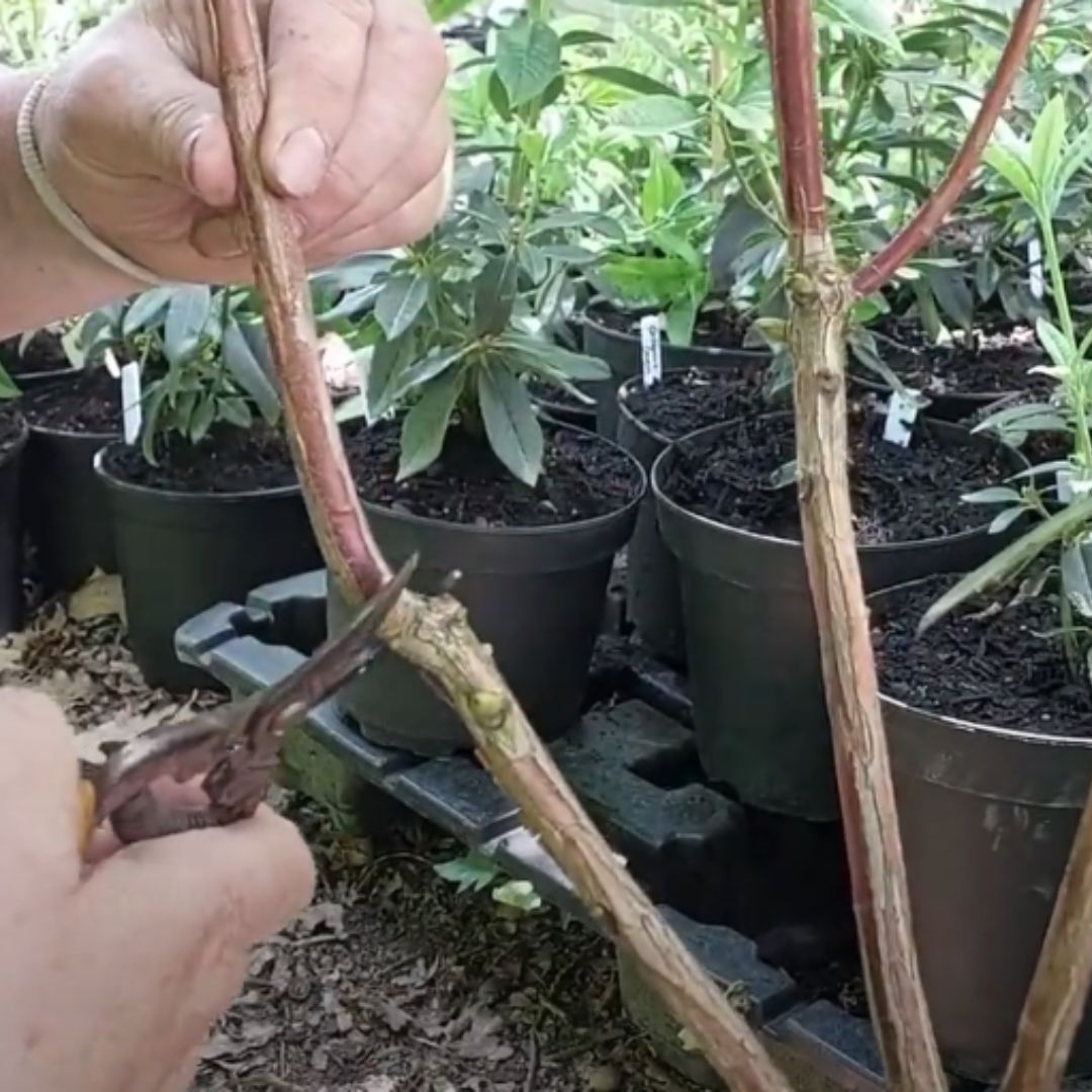 A person uses pruning shears to trim a stem from a potted plant among several other potted plants outdoors, following tips from a December Growing Guide.