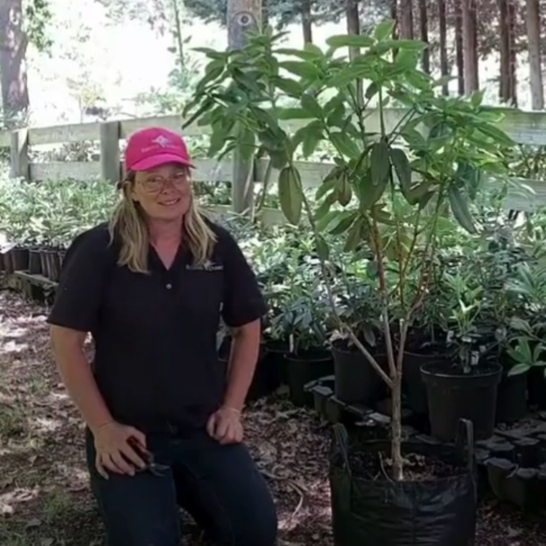 A person wearing a pink cap and glasses kneels next to a potted tree in an outdoor nursery, possibly following December Growing Guide tips or prepping for pruning among rows of other potted plants in the background.