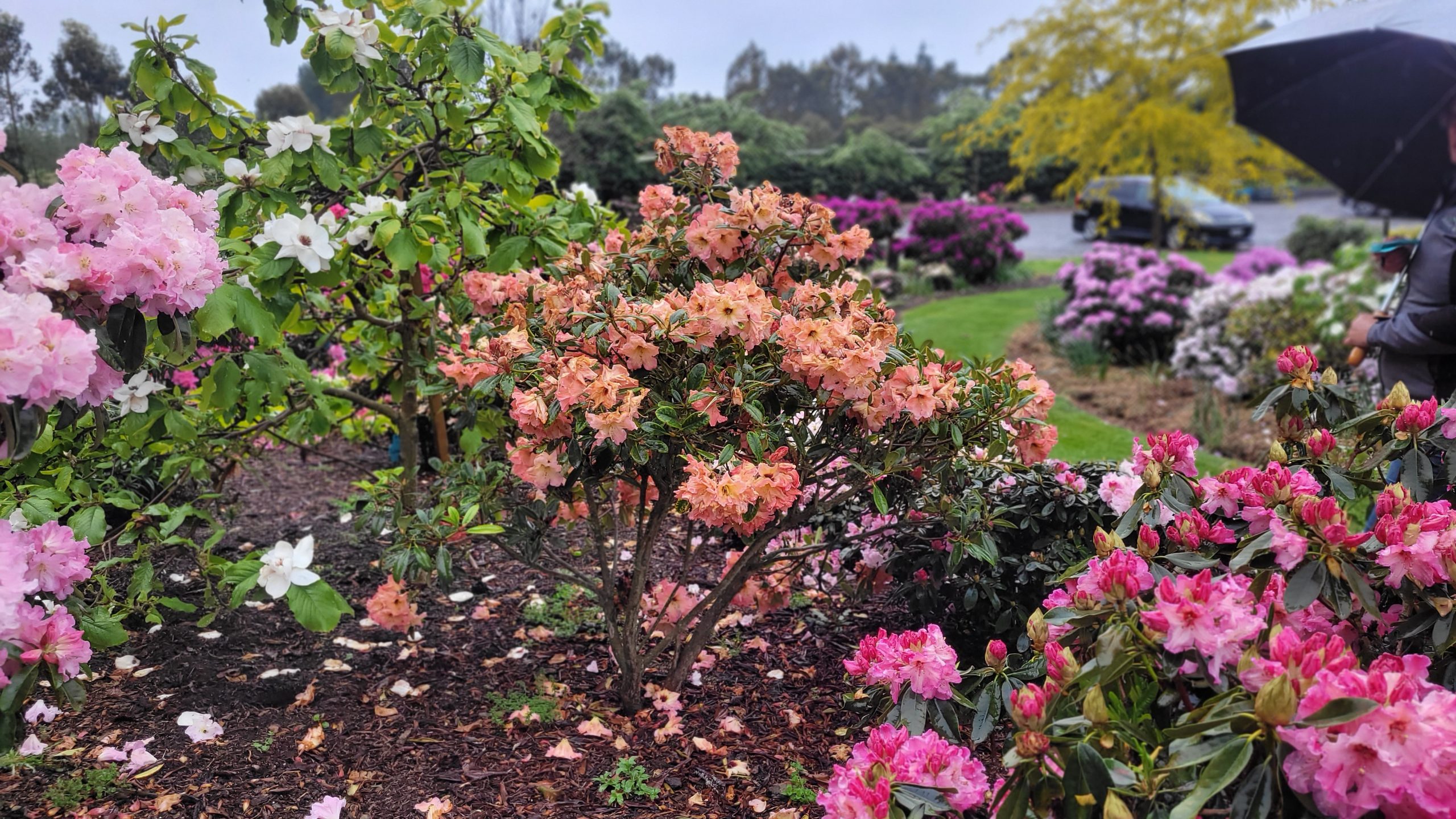 A vibrant flower garden blooms with pink, peach, and white rhododendrons from Rhodo Direct; a person holding an umbrella stands to the right, while a car appears in the background, perfect for the Home Page.