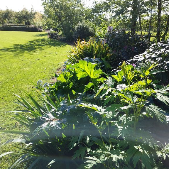 A well-maintained garden featuring lush green Rhododendrons and shrubs next to a neatly cut lawn, basking in bright sunlight with some shadows and a visible lens flare—perfect inspiration for those seeking fresh landscaping ideas.