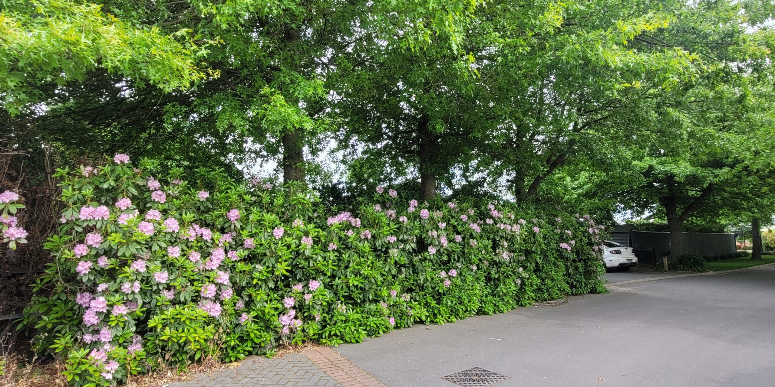Dense shrubs with clusters of pale pink flowers line a paved street under tall leafy trees; a parked white car is visible in the background, evoking the welcoming scenery seen on the Rhodo Direct home page.