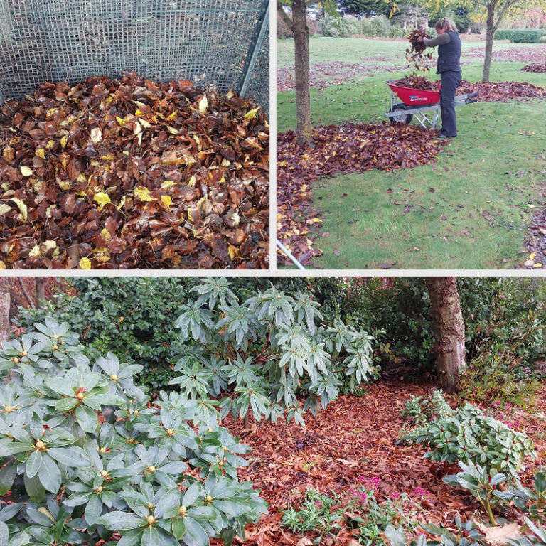 Three images: collected fallen leaves in a bin, a person raking leaves into a wheelbarrow, and garden beds mulched with leaves to enrich the soil under shrubs and trees.