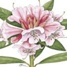 Rhododendron advice.