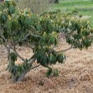A solitary sapling within a grassy expanse.