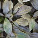 Advice: Close up, brown leaves.