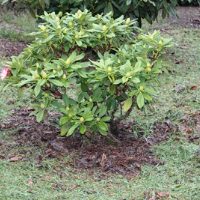 Planting rhododendrons in the garden.