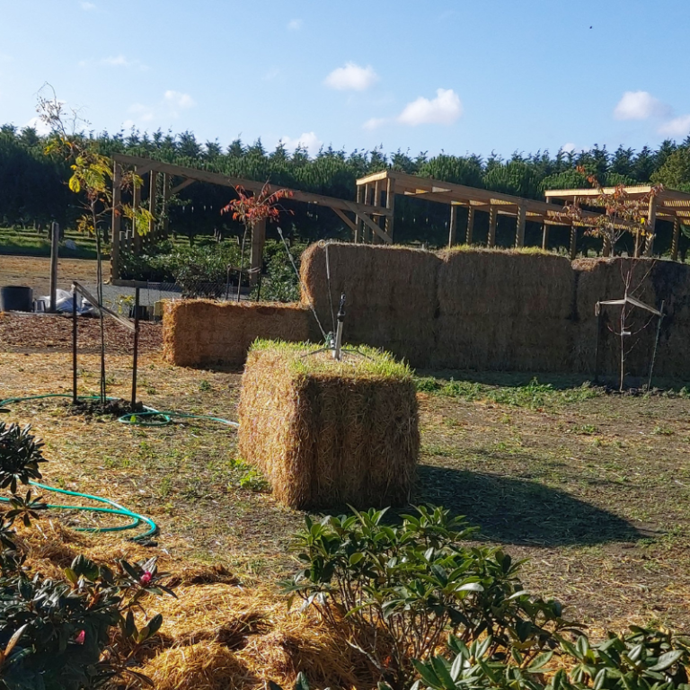 A straw bale with grass on top sits in front of a stack of hay bales in an open farm area, highlighting practical gardening and weed control methods, with wooden structures and hoses visible in the background.